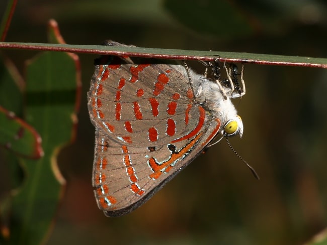 Hypochrysops delicia delicia (Moonlight Jewel)