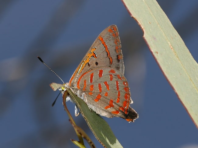 Hypochrysops delicia delicia (Moonlight Jewel)