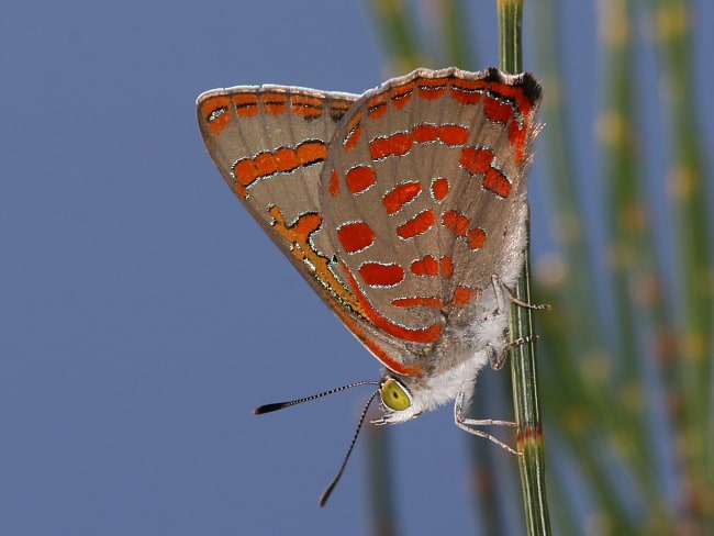 Hypochrysops delicia delicia (Moonlight Jewel)