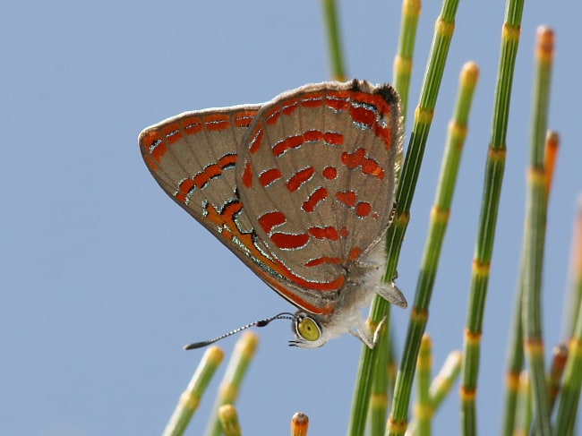 Hypochrysops delicia delicia (Moonlight Jewel)