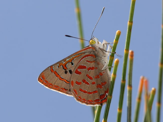 Hypochrysops delicia delicia (Moonlight Jewel)