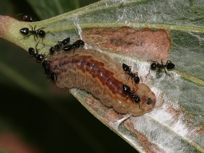 Hypochrysops delicia duaringae (Moonlight Jewel)