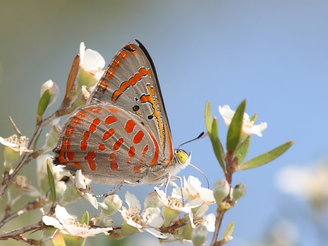 Hypochrysops delicia delicia (Moonlight Jewel)