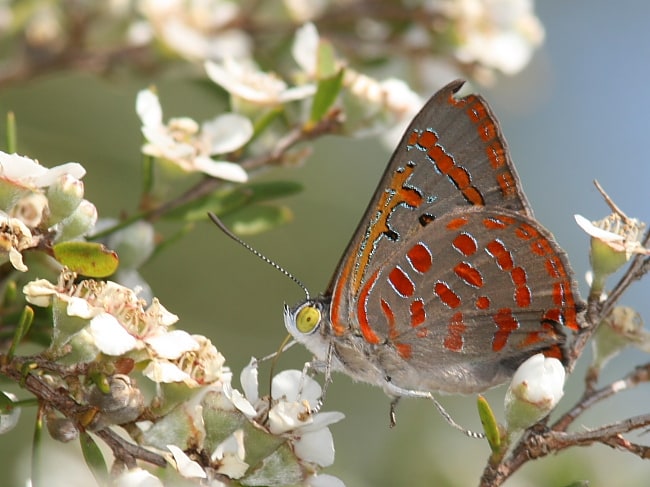 Hypochrysops delicia delicia (Moonlight Jewel)