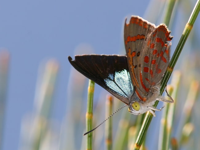 Hypochrysops delicia delicia (Moonlight Jewel)