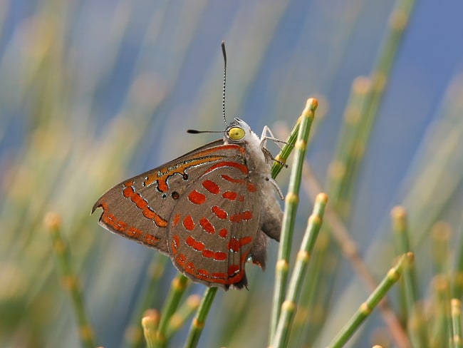 Hypochrysops delicia delicia (Moonlight Jewel)