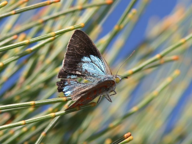 Hypochrysops delicia delicia (Moonlight Jewel)