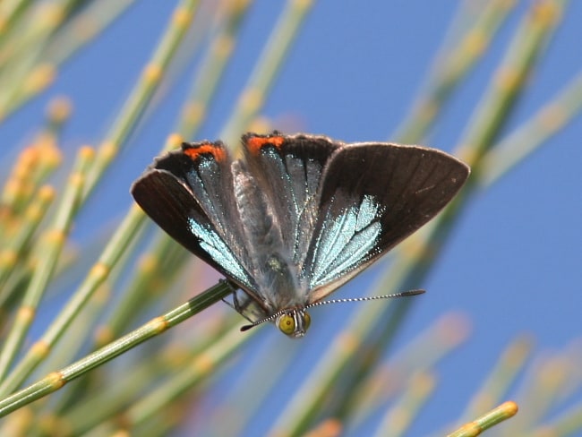 Hypochrysops delicia delicia (Moonlight Jewel)