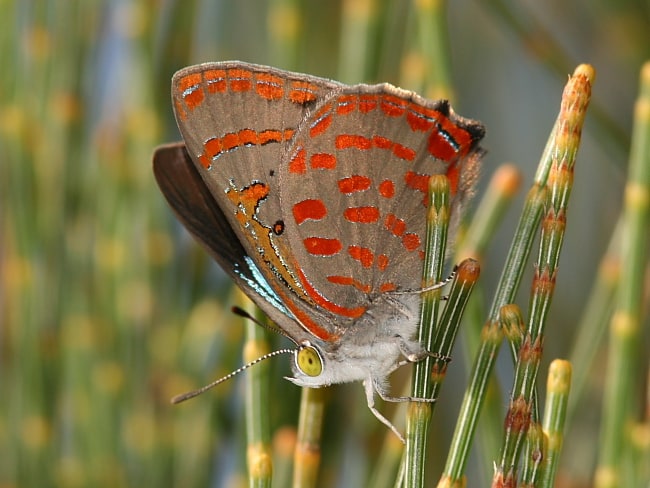 Hypochrysops delicia delicia (Moonlight Jewel)