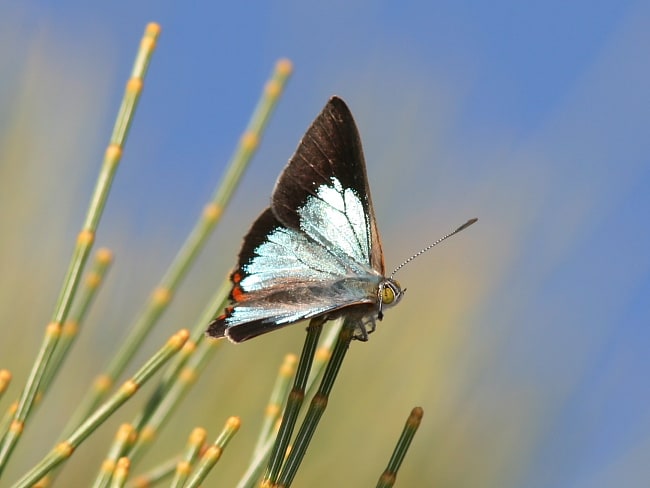 Hypochrysops delicia delicia (Moonlight Jewel)