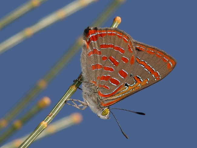 Hypochrysops delicia delicia (Moonlight Jewel)