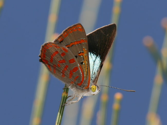 Hypochrysops delicia delicia (Moonlight Jewel)