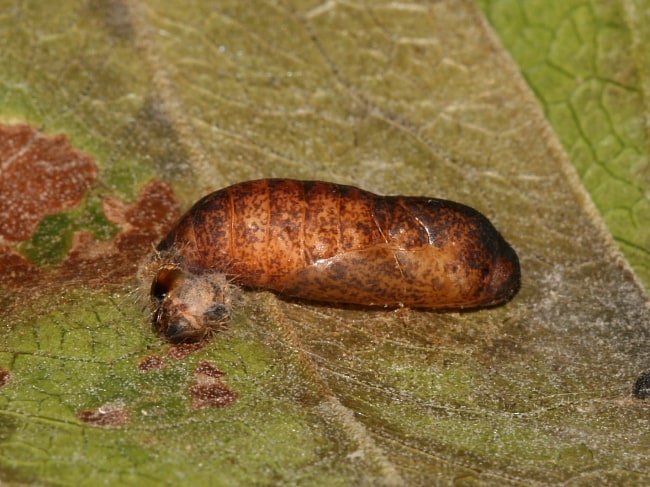 Hypochrysops delicia duaringae (Moonlight Jewel)