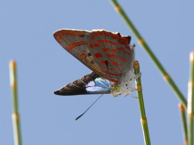 Hypochrysops delicia delicia (Moonlight Jewel)