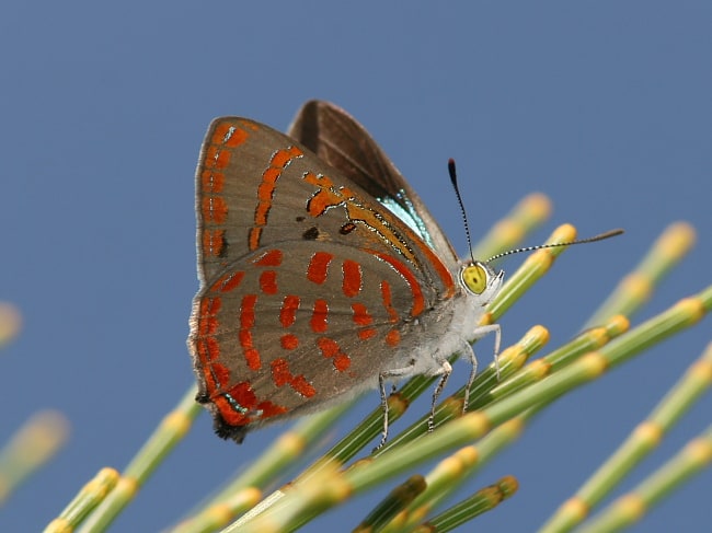 Hypochrysops delicia delicia (Moonlight Jewel)