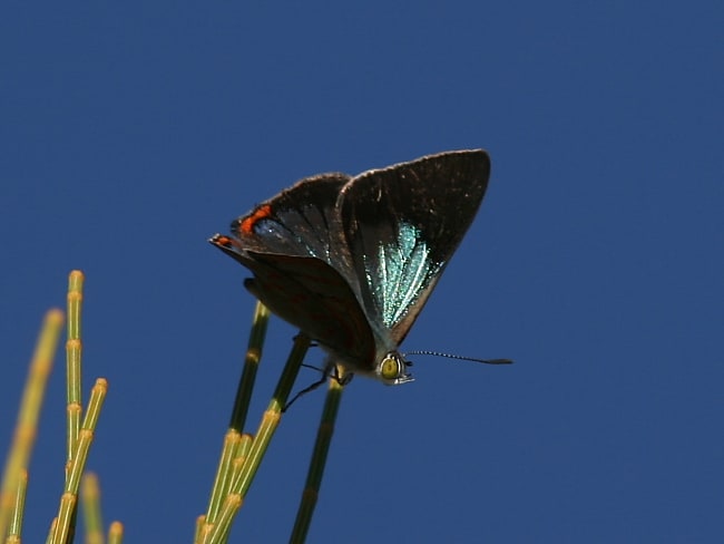 Hypochrysops delicia delicia (Moonlight Jewel)