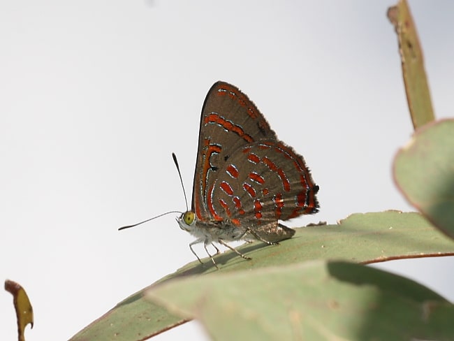 Hypochrysops delicia delicia (Moonlight Jewel)