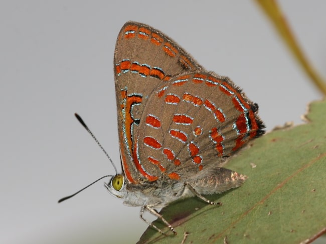 Hypochrysops delicia delicia (Moonlight Jewel)