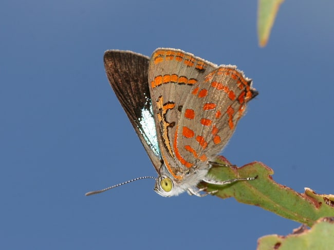 Hypochrysops delicia delicia (Moonlight Jewel)