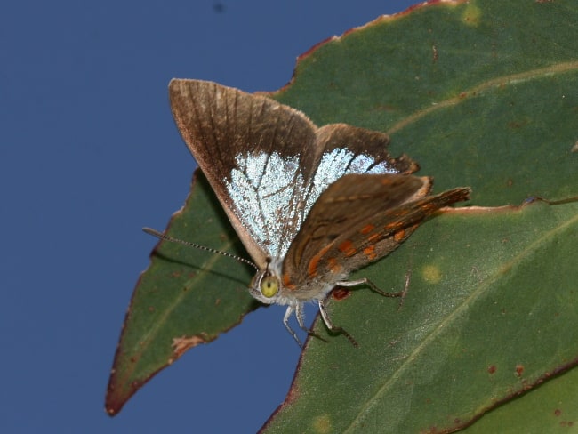 Hypochrysops delicia delicia (Moonlight Jewel)