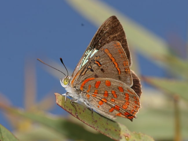 Hypochrysops delicia delicia (Moonlight Jewel)