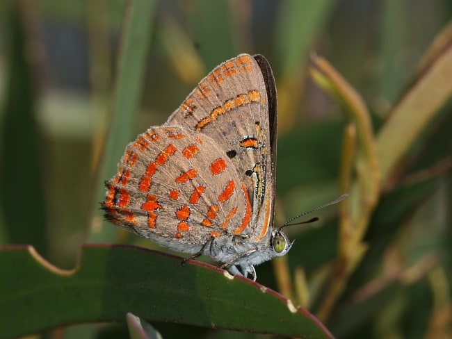 Hypochrysops delicia delicia (Moonlight Jewel)