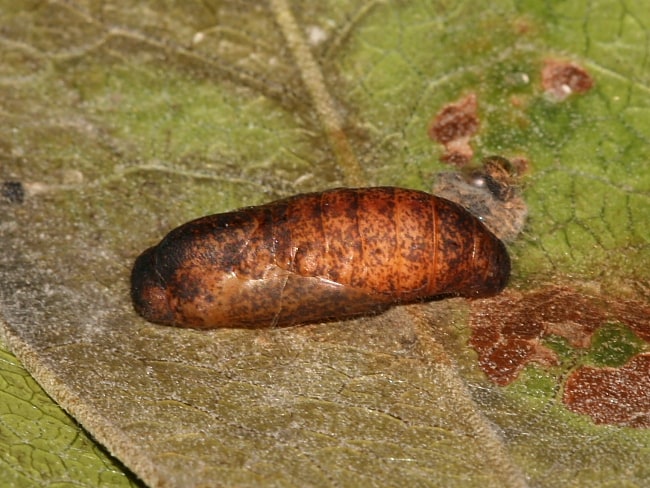 Hypochrysops delicia duaringae (Moonlight Jewel)