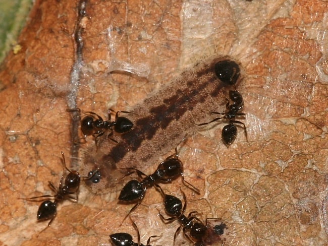 Hypochrysops delicia duaringae (Moonlight Jewel)