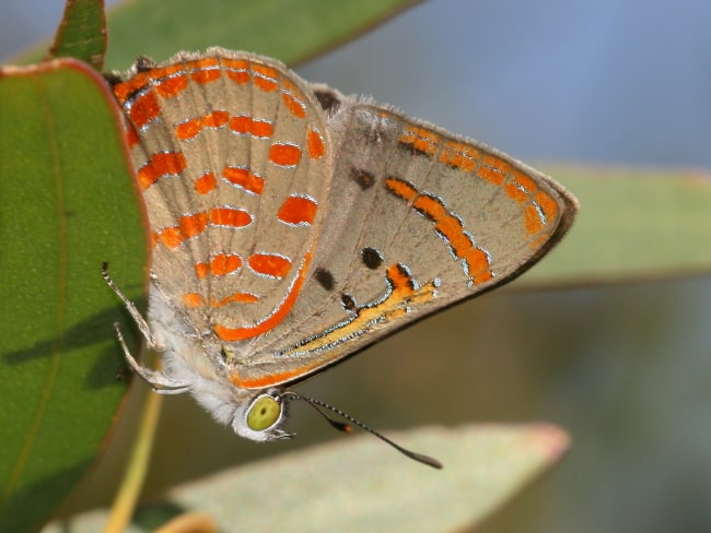 Hypochrysops delicia delicia (Moonlight Jewel)