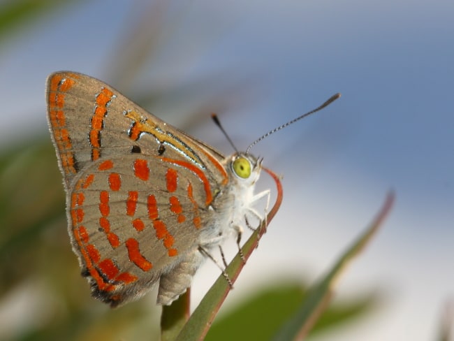 Hypochrysops delicia delicia (Moonlight Jewel)