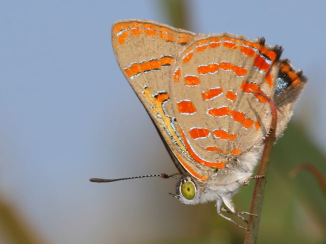 Hypochrysops delicia delicia (Moonlight Jewel)