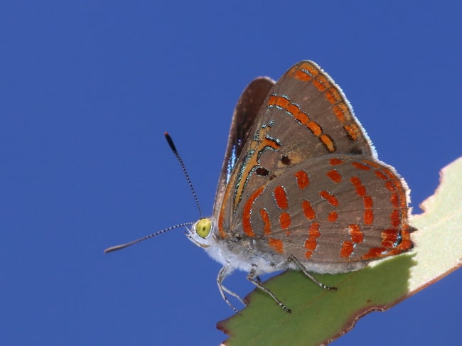 Hypochrysops delicia delicia (Moonlight Jewel)