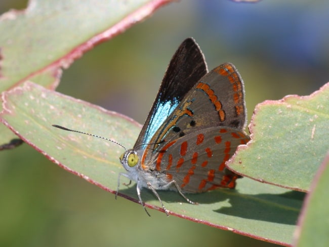 Hypochrysops delicia delicia (Moonlight Jewel)