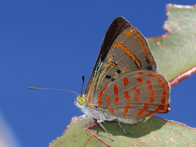 Hypochrysops delicia delicia (Moonlight Jewel)