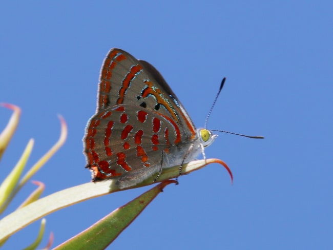 Hypochrysops delicia delicia (Moonlight Jewel)