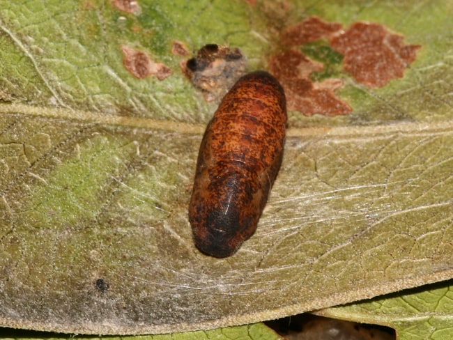 Hypochrysops delicia duaringae (Moonlight Jewel)