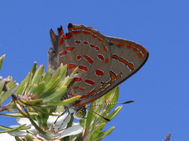 Hypochrysops delicia delicia (Moonlight Jewel)