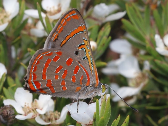 Hypochrysops delicia delicia (Moonlight Jewel)