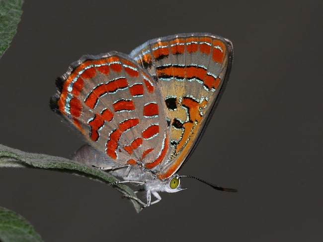 Hypochrysops delicia duaringae (Moonlight Jewel)