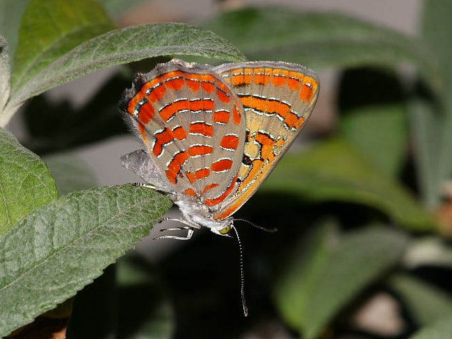 Hypochrysops delicia duaringae (Moonlight Jewel)