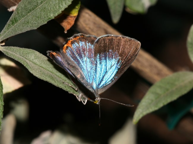 Hypochrysops delicia duaringae (Moonlight Jewel)