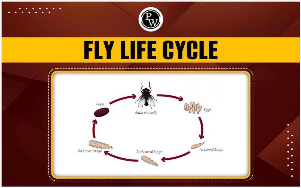 Fly Life Cycle And Its Advantages