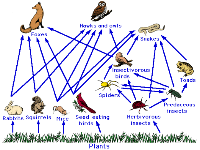 Plants Food Web Diagram Worksheet