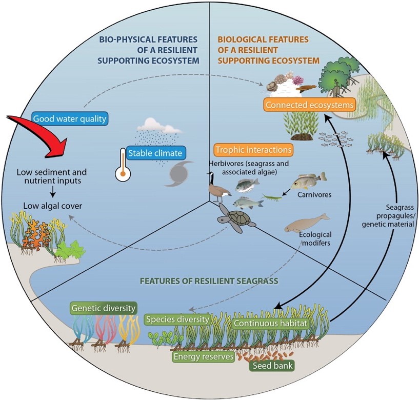 Women in Science: Heidi McIlvenny on Seagrasses in a Changing Climate ...