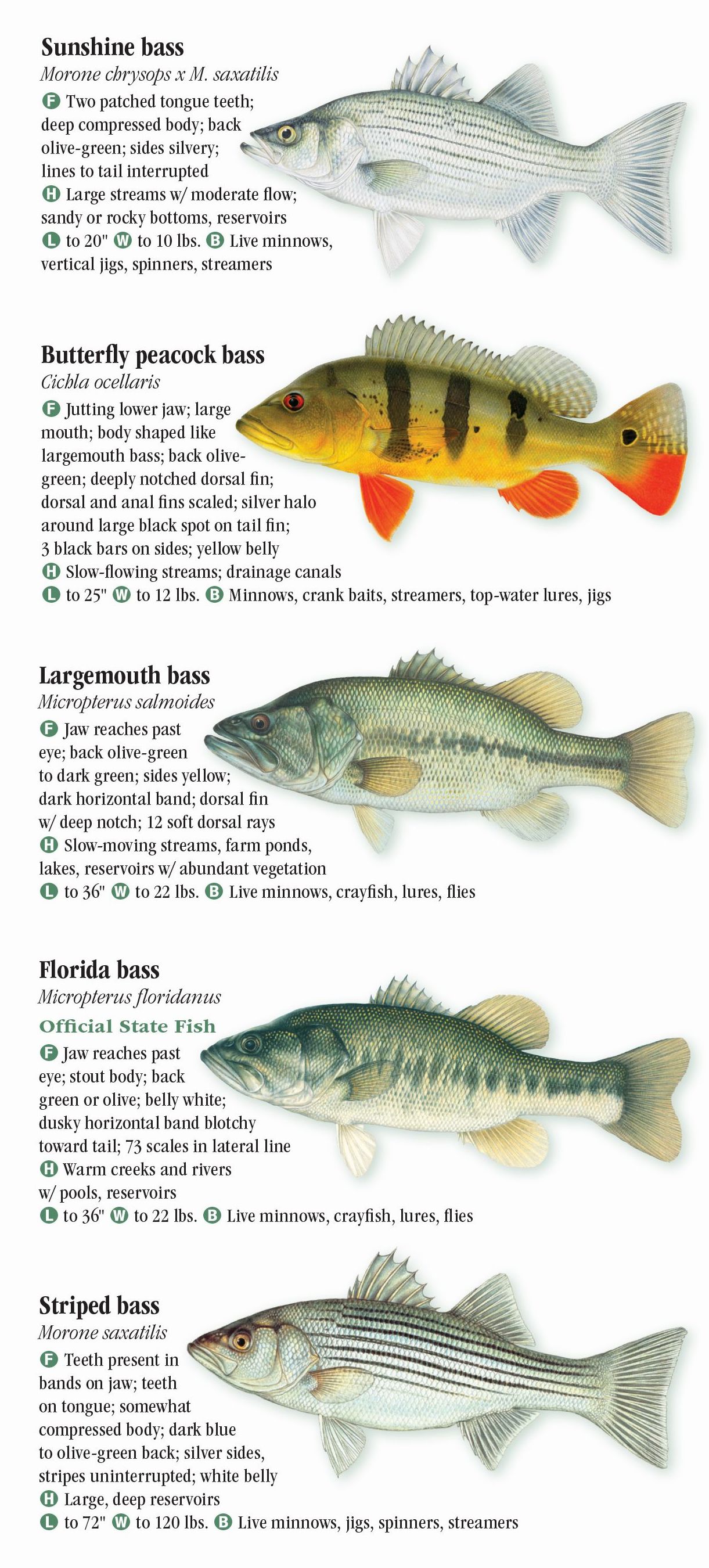 Freshwater Fishes of Florida – Quick Reference Publishing