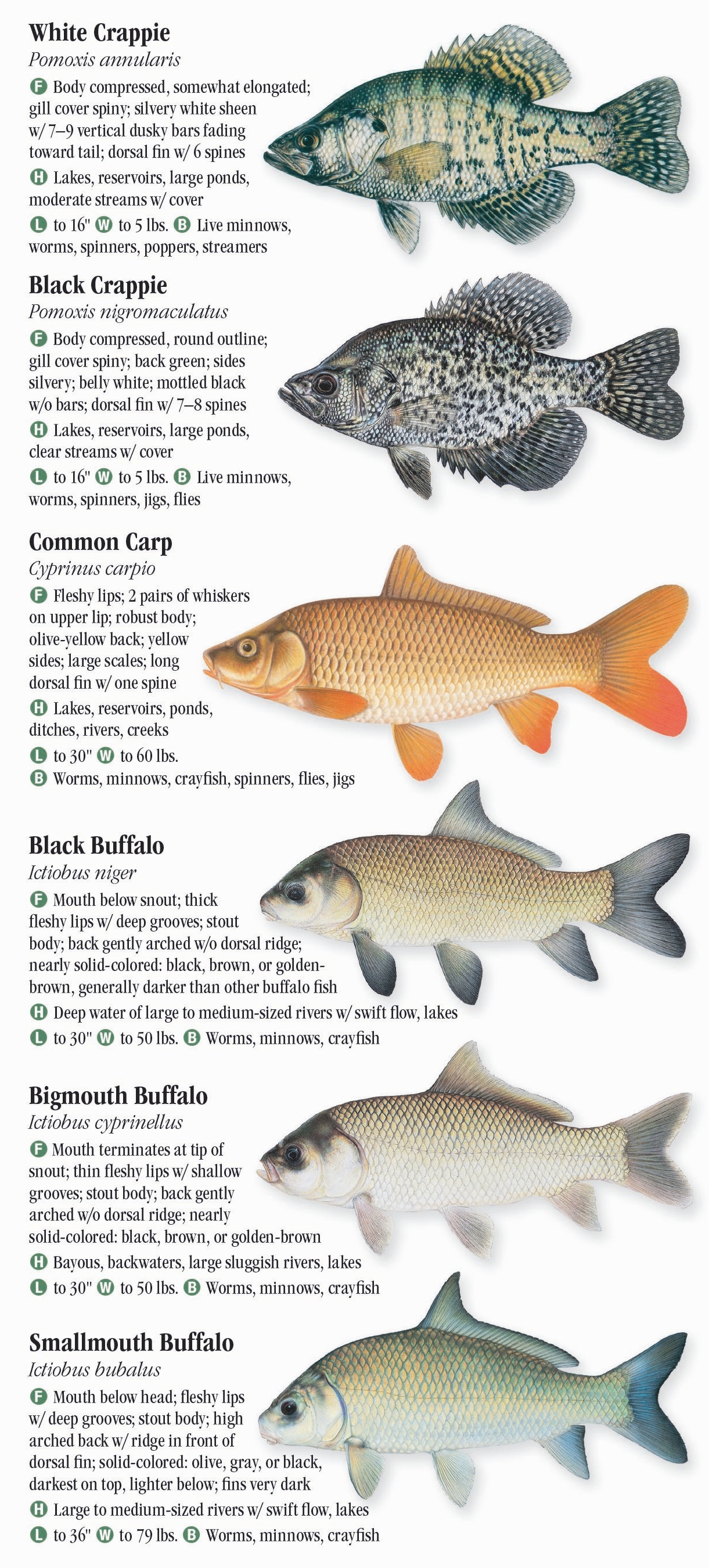 Freshwater Fishes of Alabama & Mississippi – Quick Reference Publishing