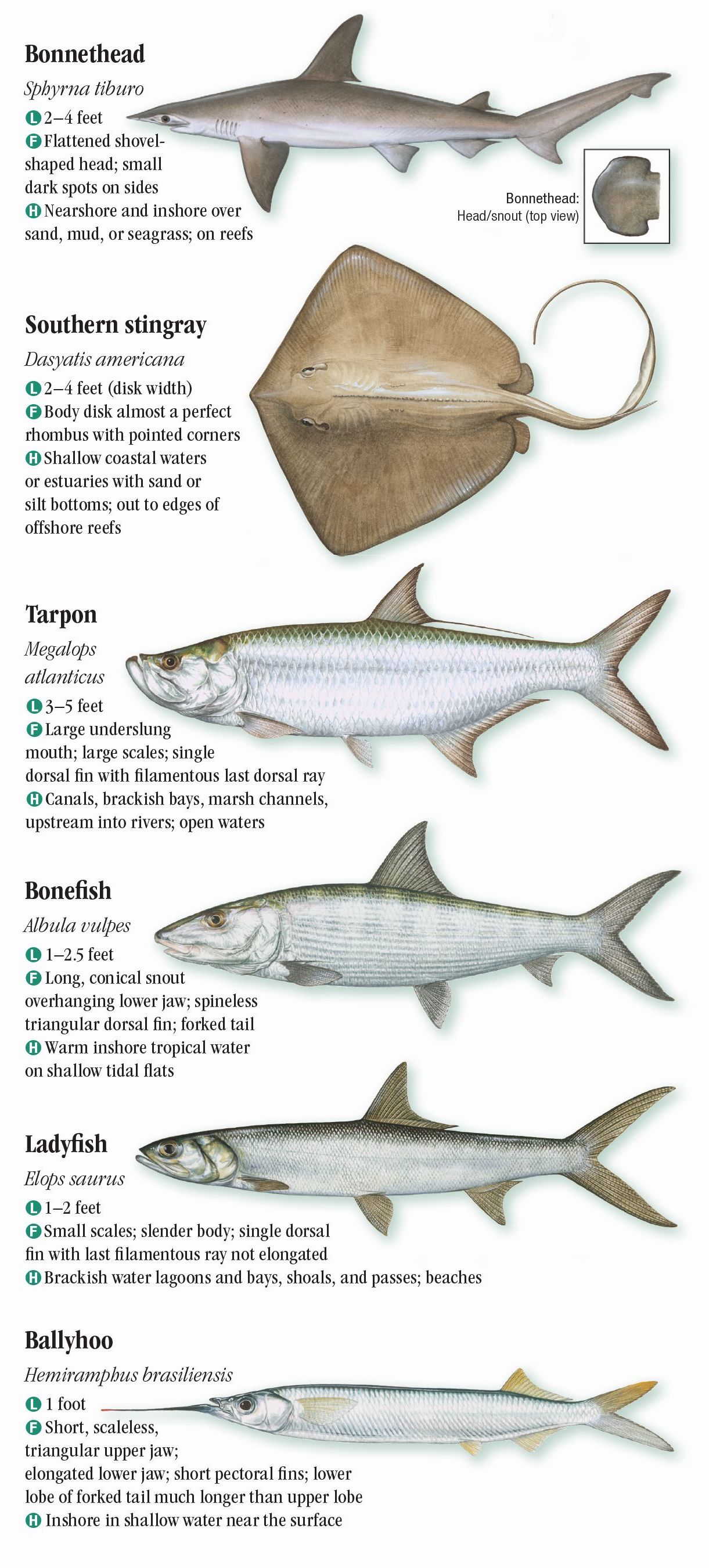 Sw Florida Fish Identification