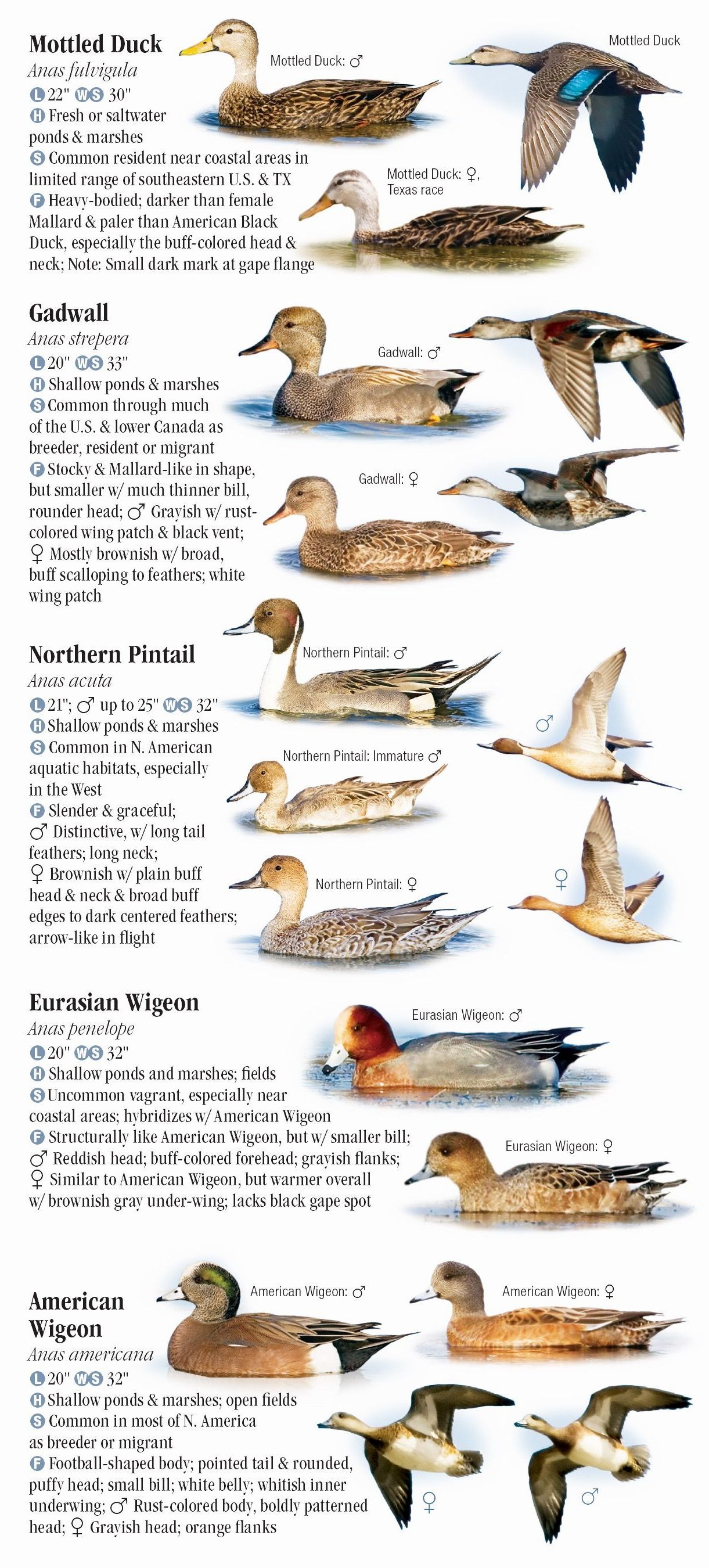 Waterfowl of North America – Quick Reference Publishing Retail