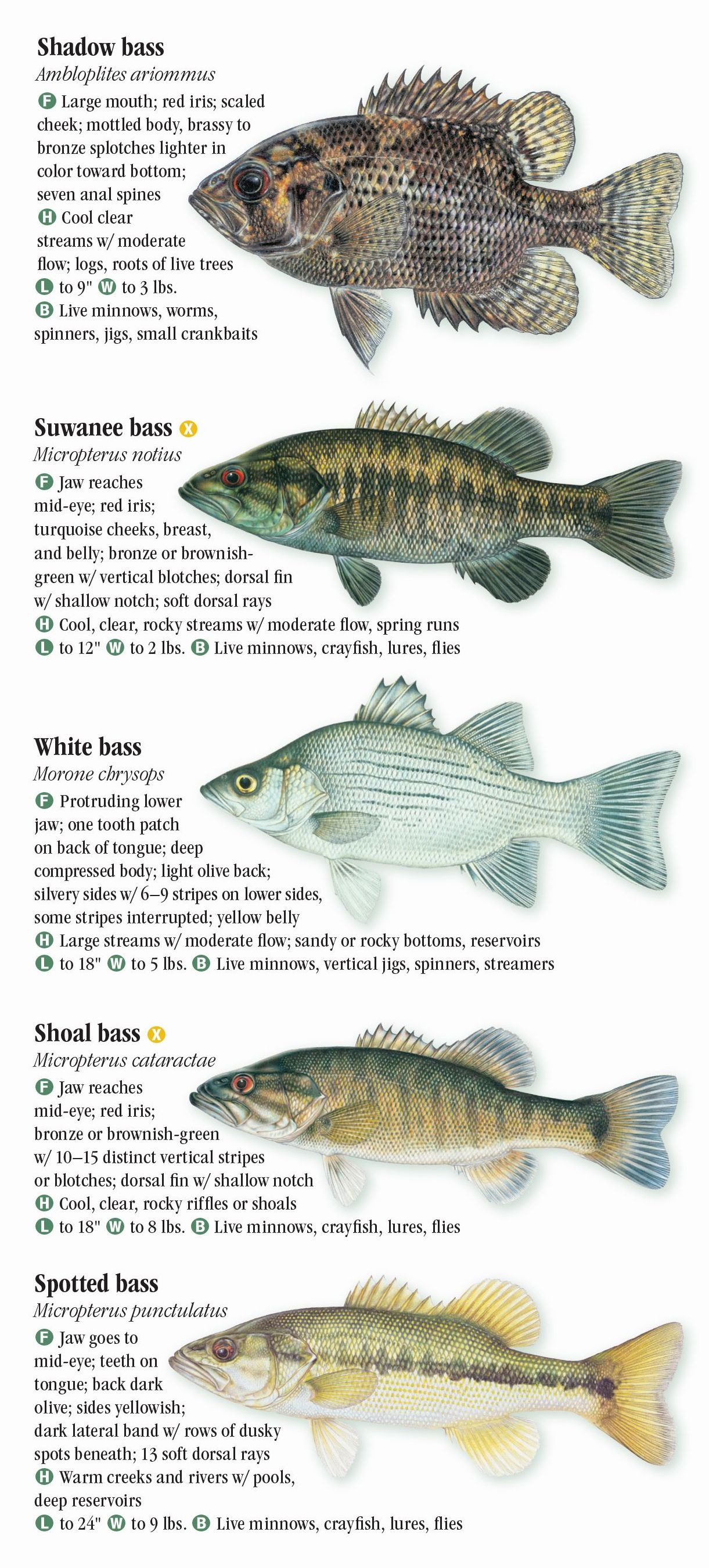 Alabama Freshwater Fish Identification Chart | My XXX Hot Girl