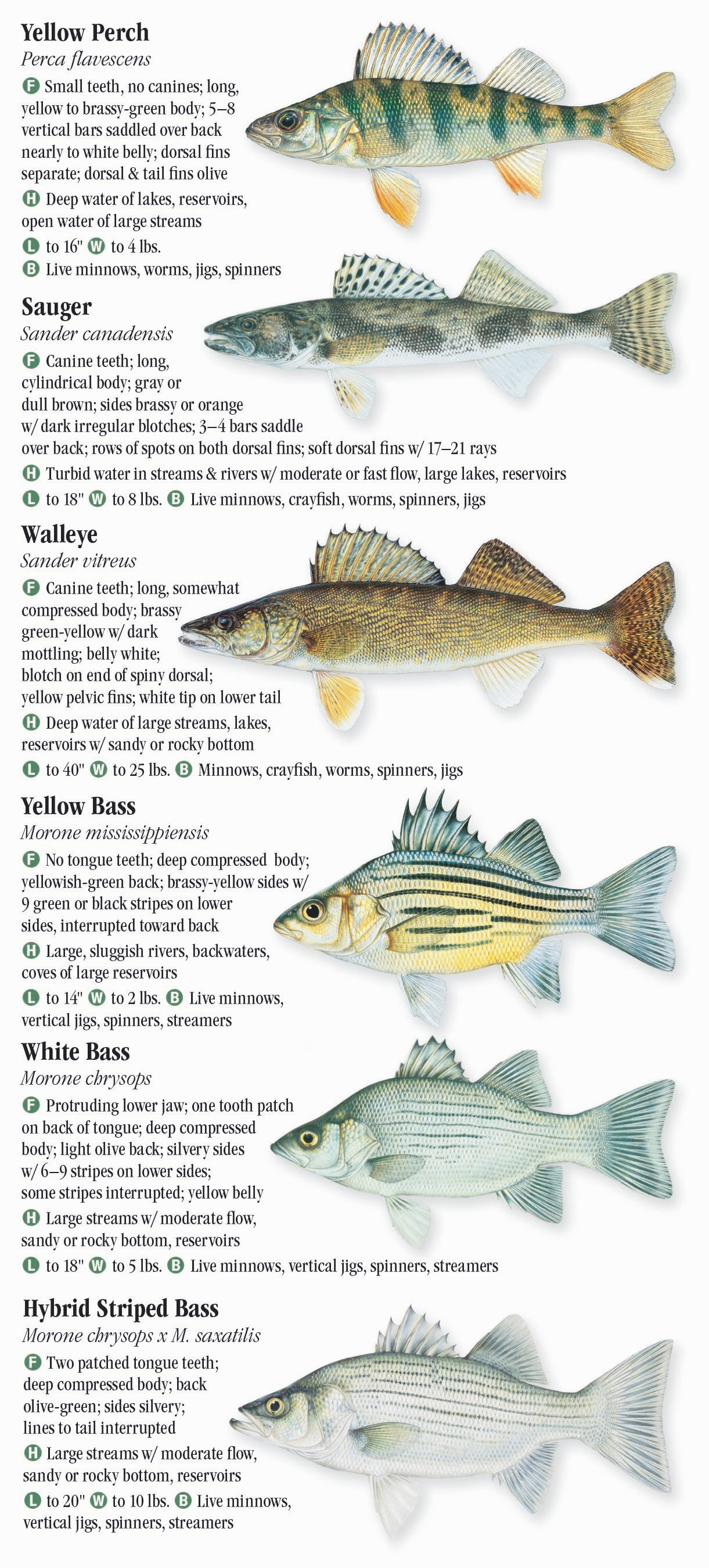 Alabama Freshwater Fish Identification Chart